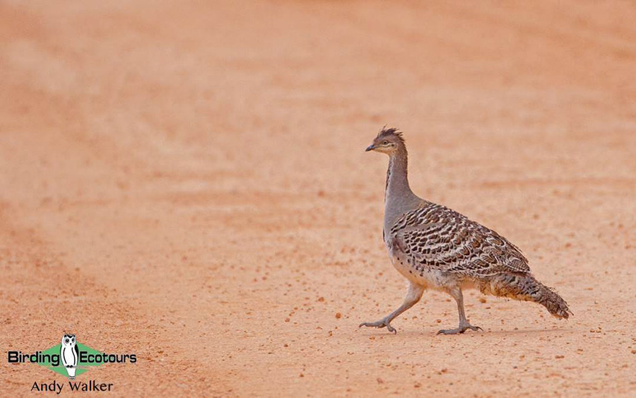 Outback birding tours