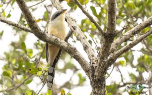 Florida birding tours