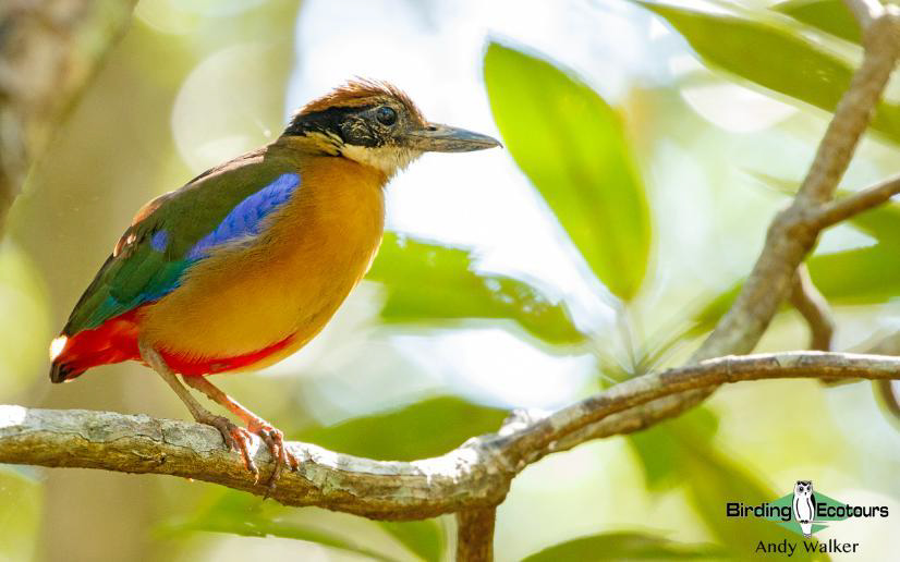 Peninsular Malaysia birding tours