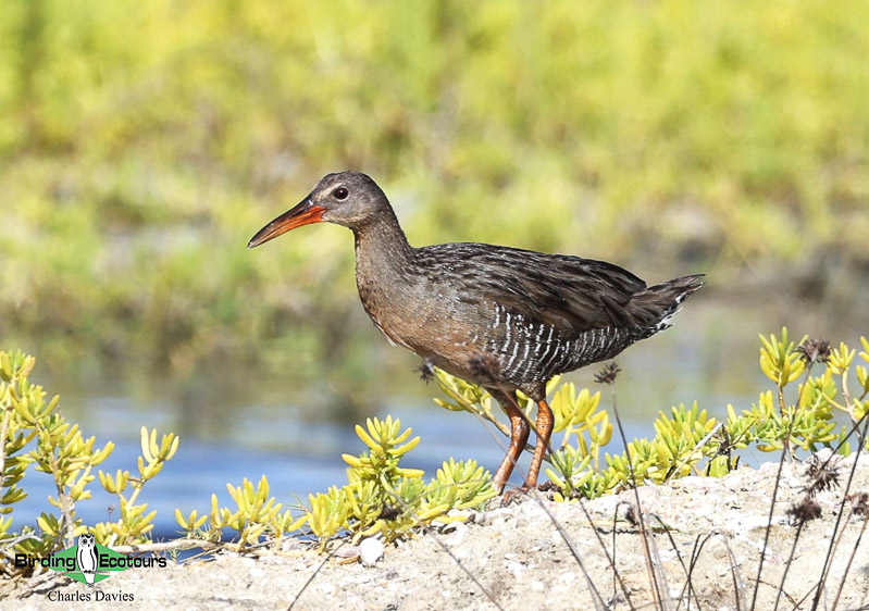 Northeast Brazil birding tours