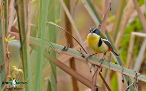 South Peru birding tours