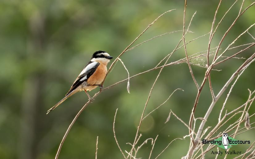 Greece: Lesvos birding tour