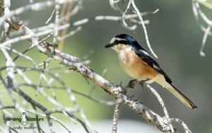 Lesvos birding tours