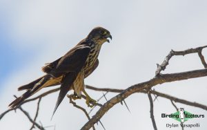 Norfolk broads birding tour