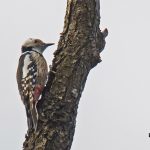 Baltic birding tour