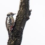 Poland birding tours