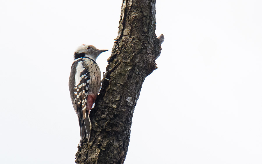 Poland birding tours