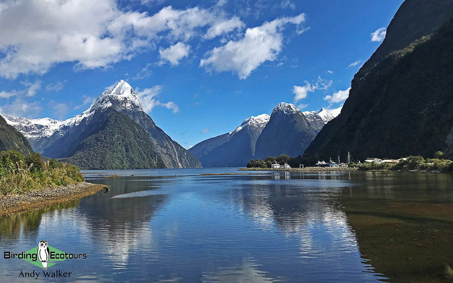 New Zealand Birding Endemic Extravaganza 