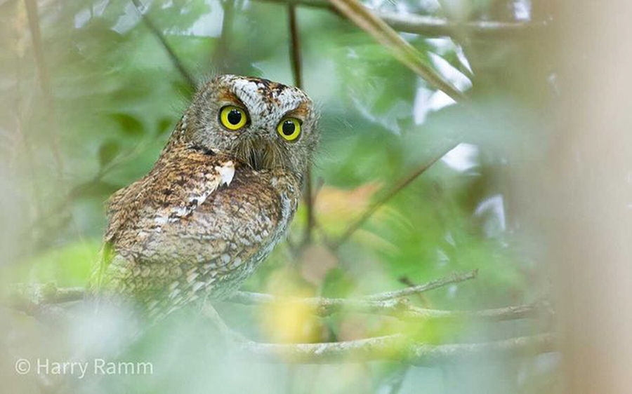 The Philippines Endemic Birding 