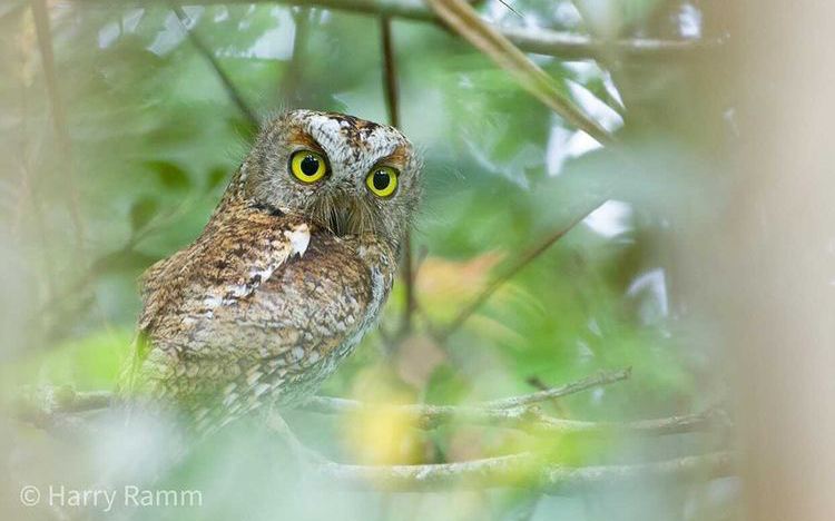 The Philippines Endemic Birding