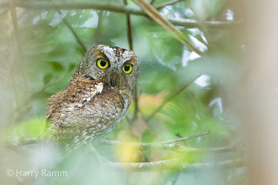 The Philippines Endemic Birding 