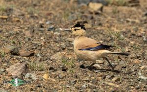Mongolia birding tours