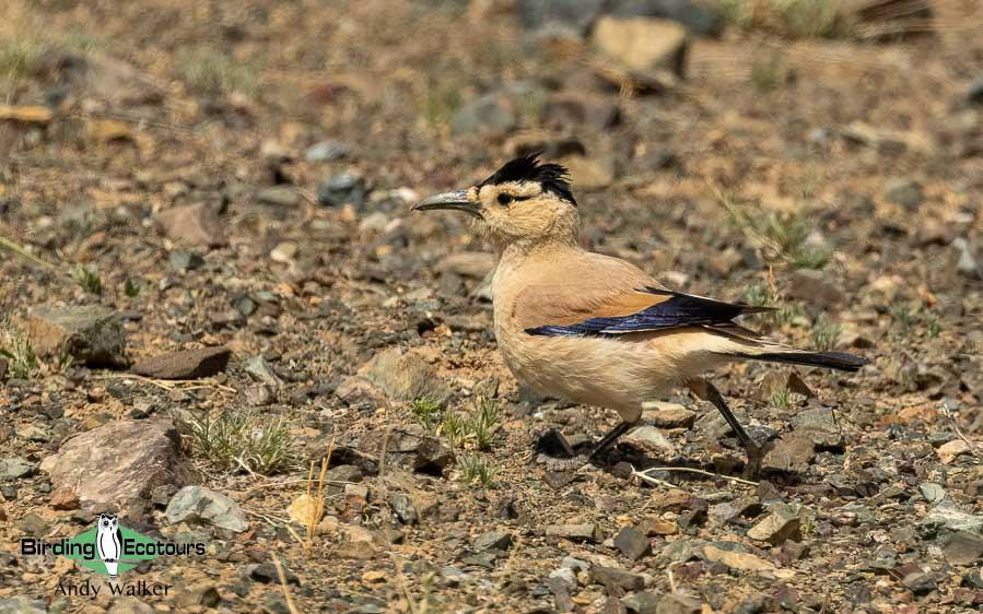 Mongolia birding tours
