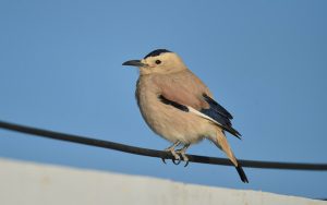 Quinghai birding tours
