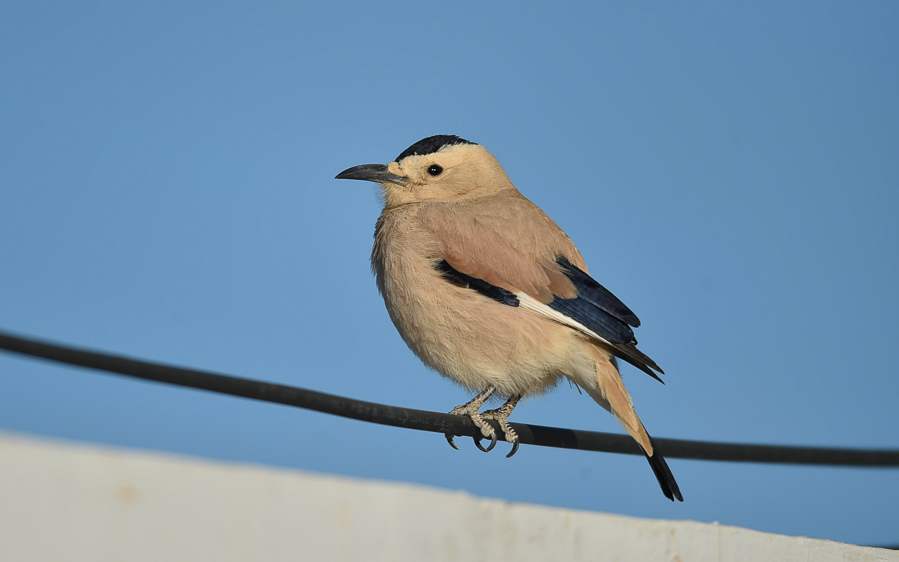 Quinghai birding tours