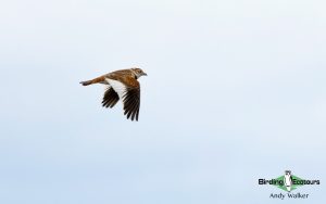 Mongolia birding tours