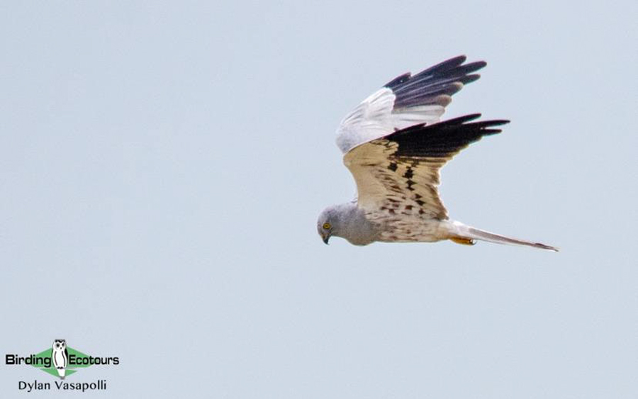 Georgia birding tours