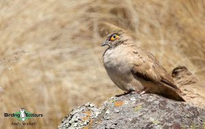 Northwest Argentina birding tour