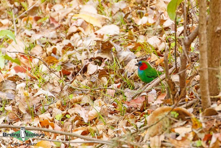 Lesser Sunda Islands birding tour