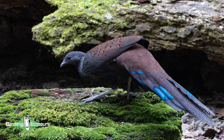 Malaysia birding tours