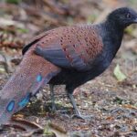 Malaysia Birding Tours