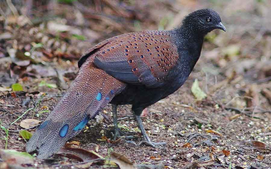 Malaysia Birding Tours
