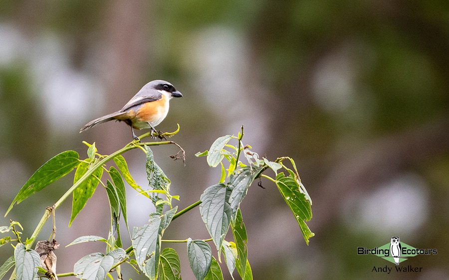 The Philippines Endemic Birding 