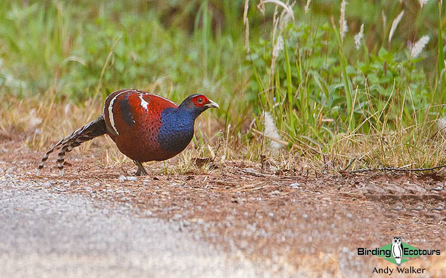 Northern Thailand birding tours