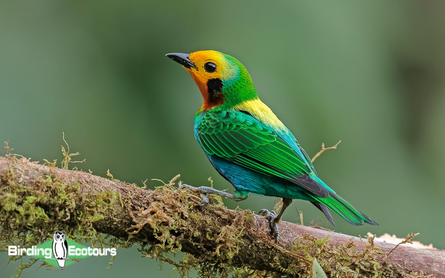 Colombia birding tours