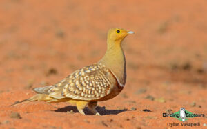 Tankwa Karoo birding tour