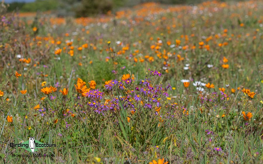 Namaqualand birding tour