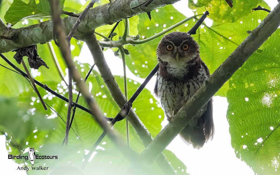 Papua New Guinea Birding Tour