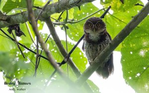 Papua New Guinea birding tours