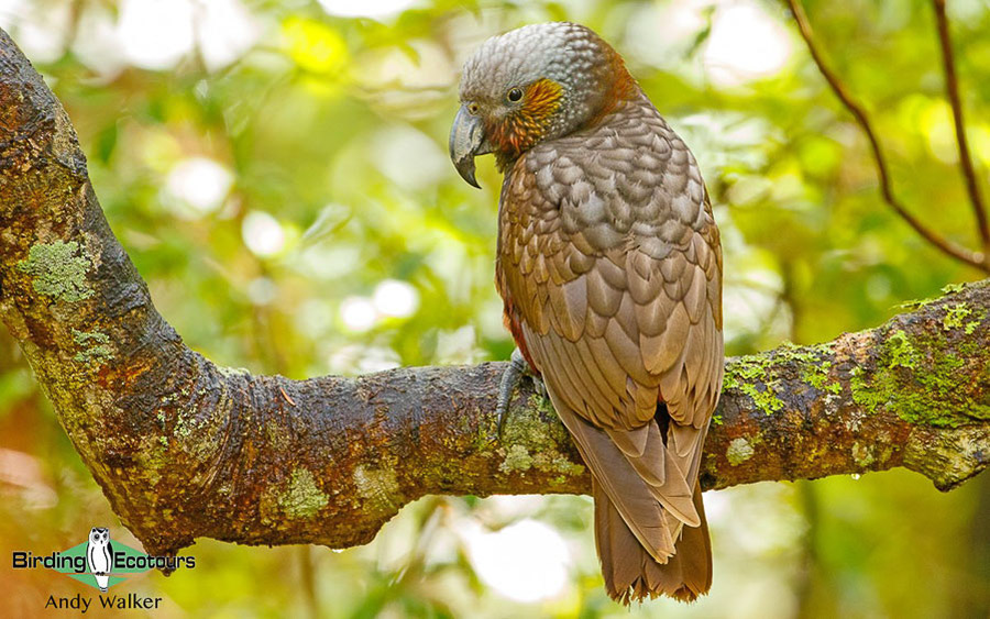 New Zealand Birding Endemic Extravaganza 