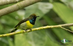 Sao Tome and Principe birding tours