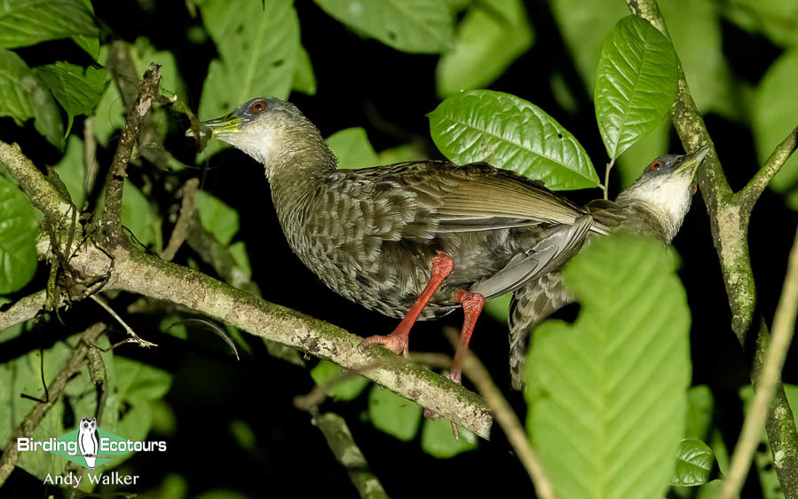 Ghana birding tours
