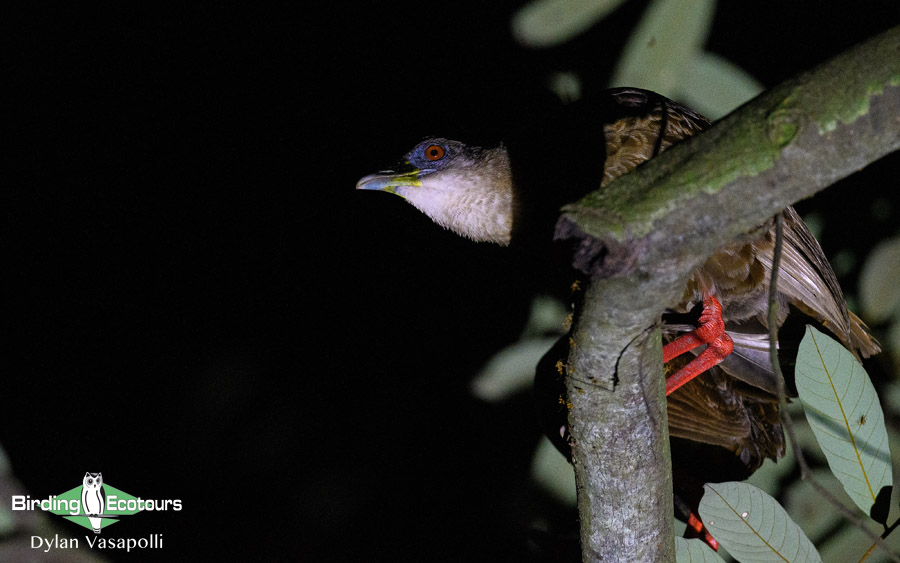 Ghana birding tours