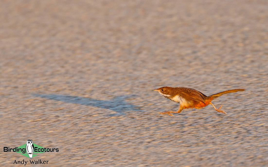 Western Australia birding tours