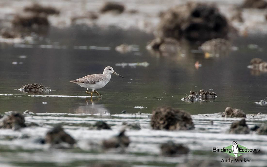 Central Thailand birding tours