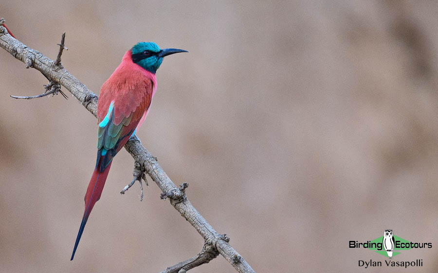 Senegal birding tour