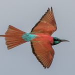 Kenya birding tours