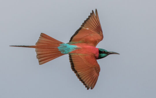 Kenya birding tours