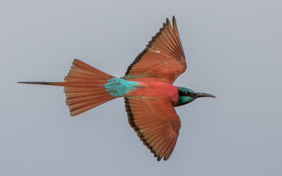 Kenya birding tours