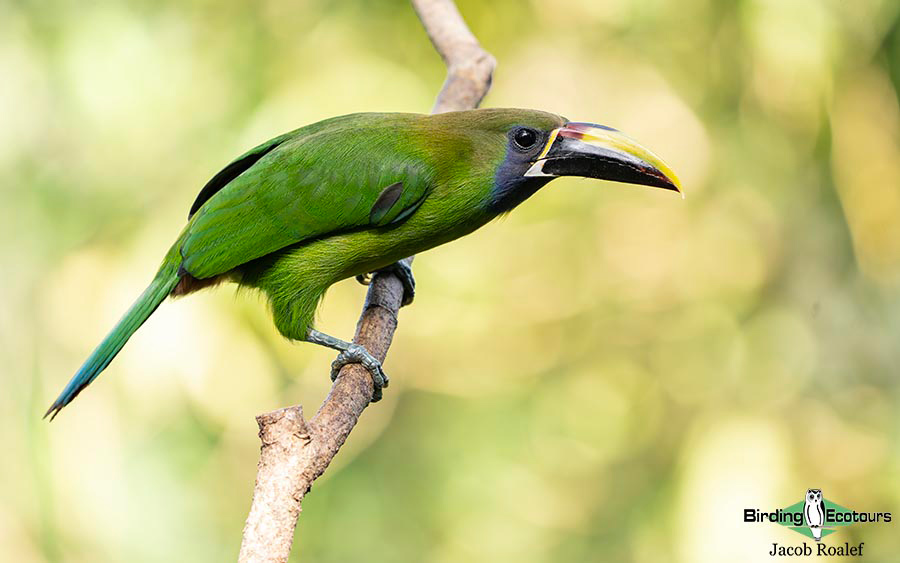 Costa Rica Birding Escape
