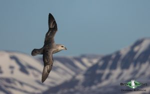 Japan birding tour