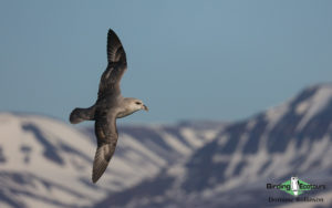 Svalbard birding cruise