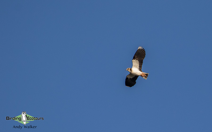 Baltic birding tour