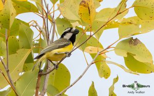 Northern Australia birding tours