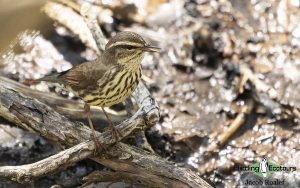 Maine birding tours