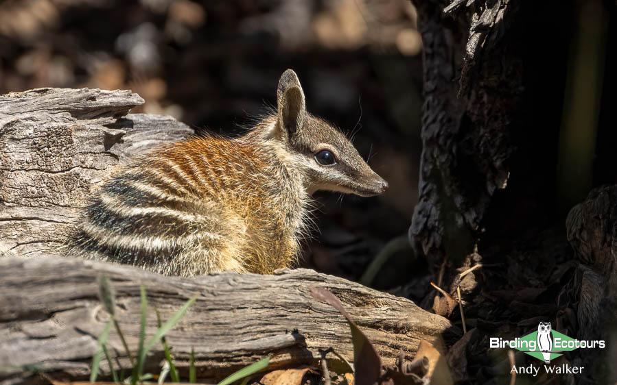 Western Australia birding tours
